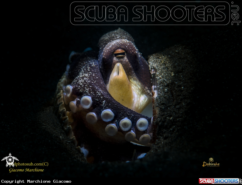 A Cocconut octopussy