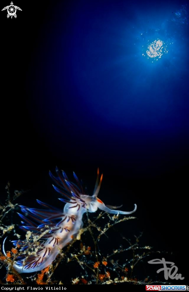 A cratena peregrina