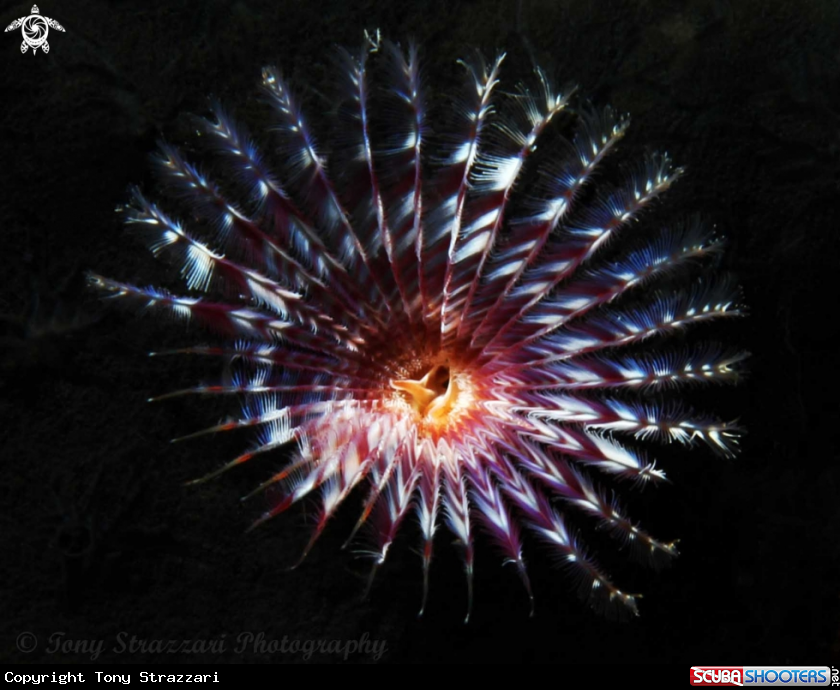 A Featherduster worm