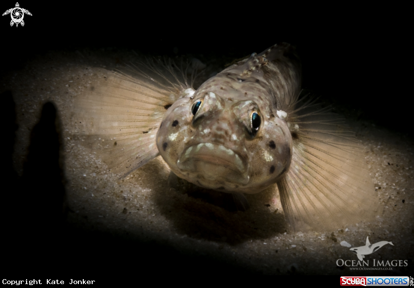 A Barehead Goby