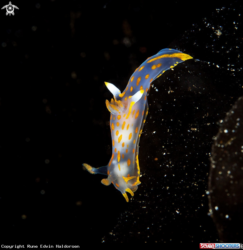 A Polycera quadrilineata