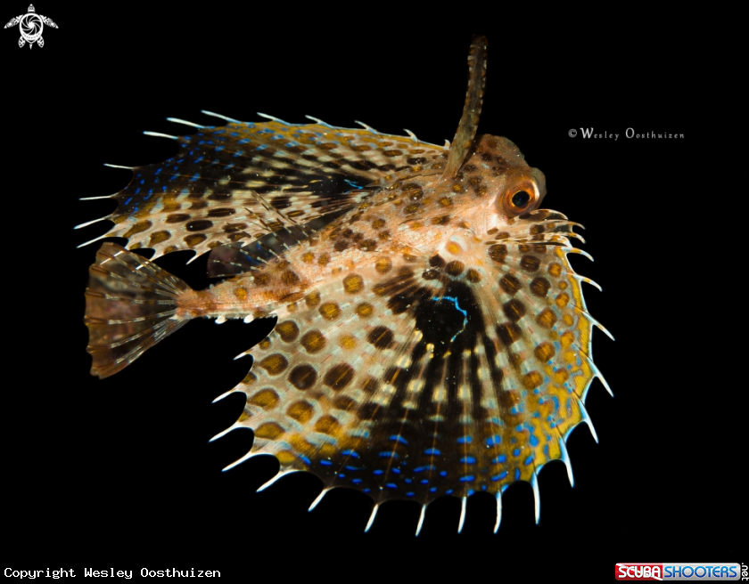 A Oriental flying gurnard
