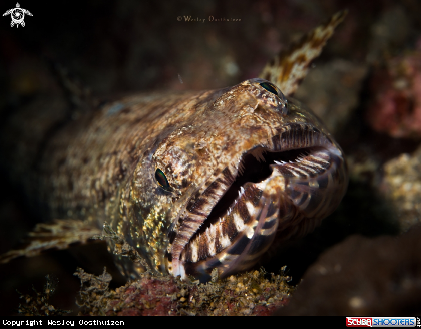 A Gracile lizardfish