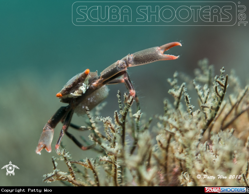 A Black Coral Crab