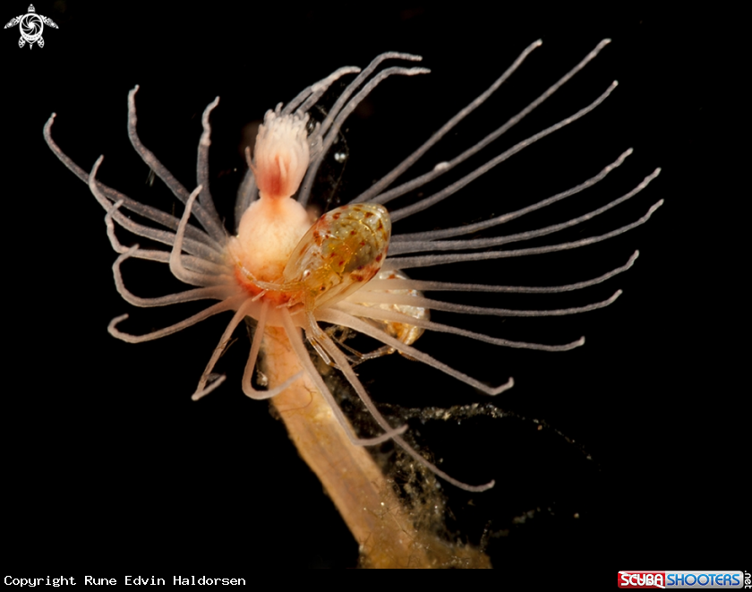 A Ampiphods
