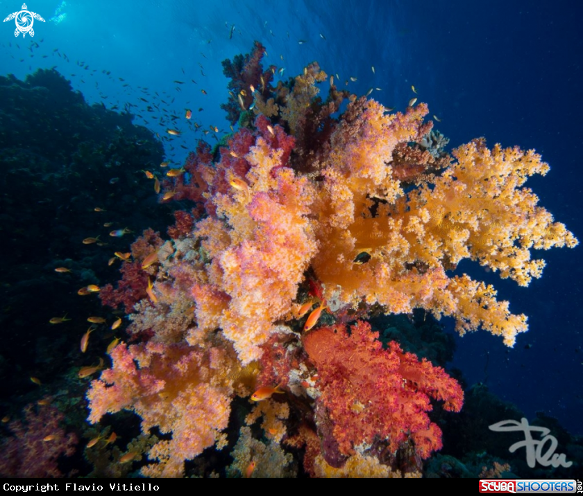 A soft coral