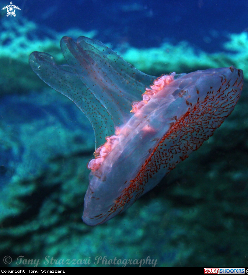 A Jellyfish