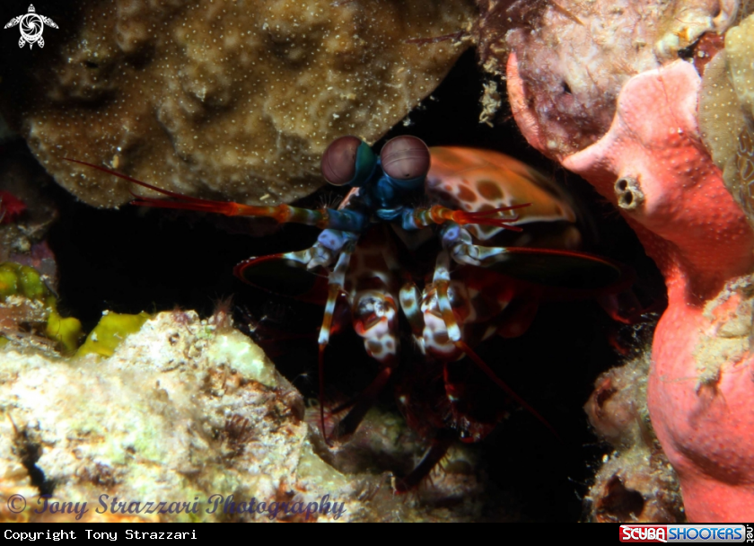 A Mantis shrimp