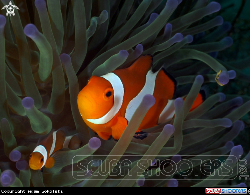 A Nemo