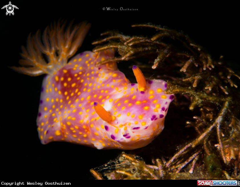 A Nudibranch