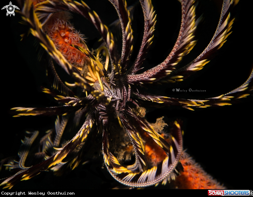 A Feather star