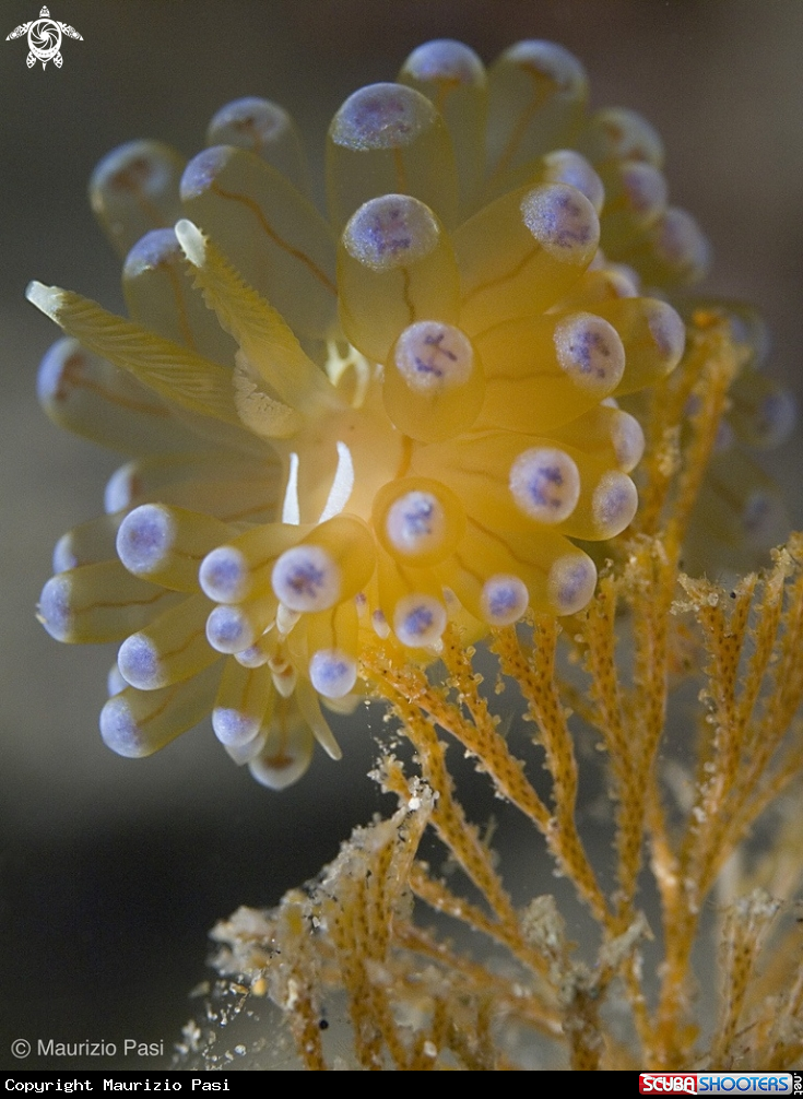 A underwater creature