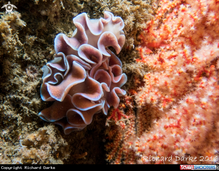 A Frilled Nudibranch