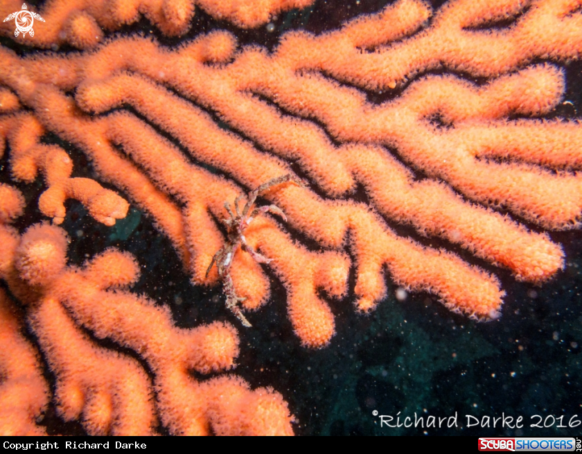 A Hotlips Spider Crab