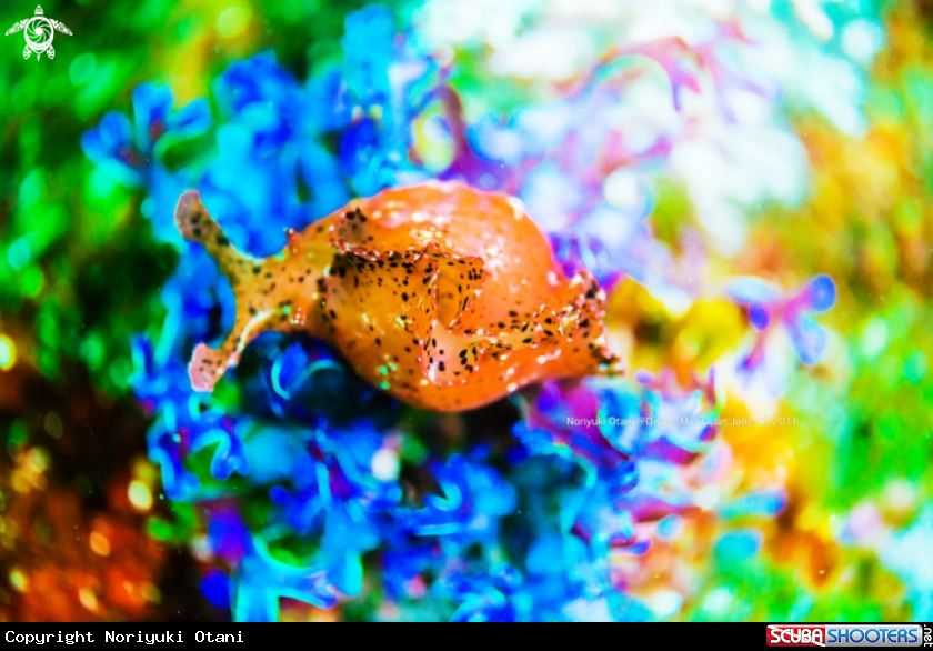 A Sea slug