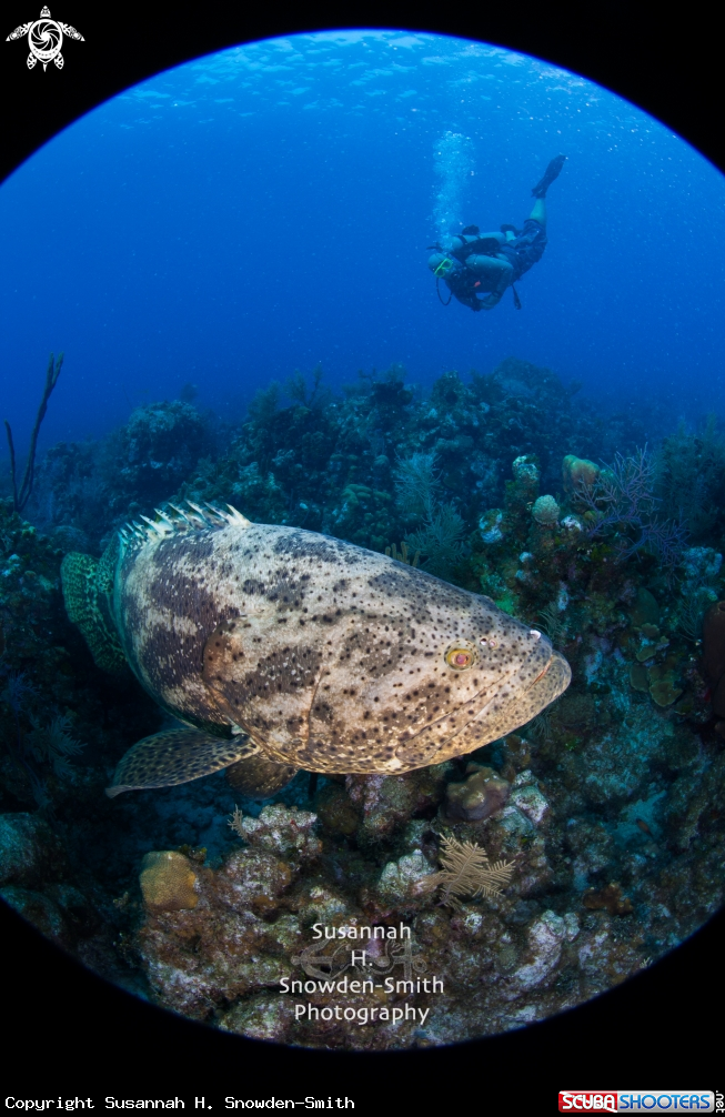 A Goliath Grouper