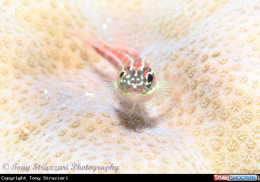 A Goby