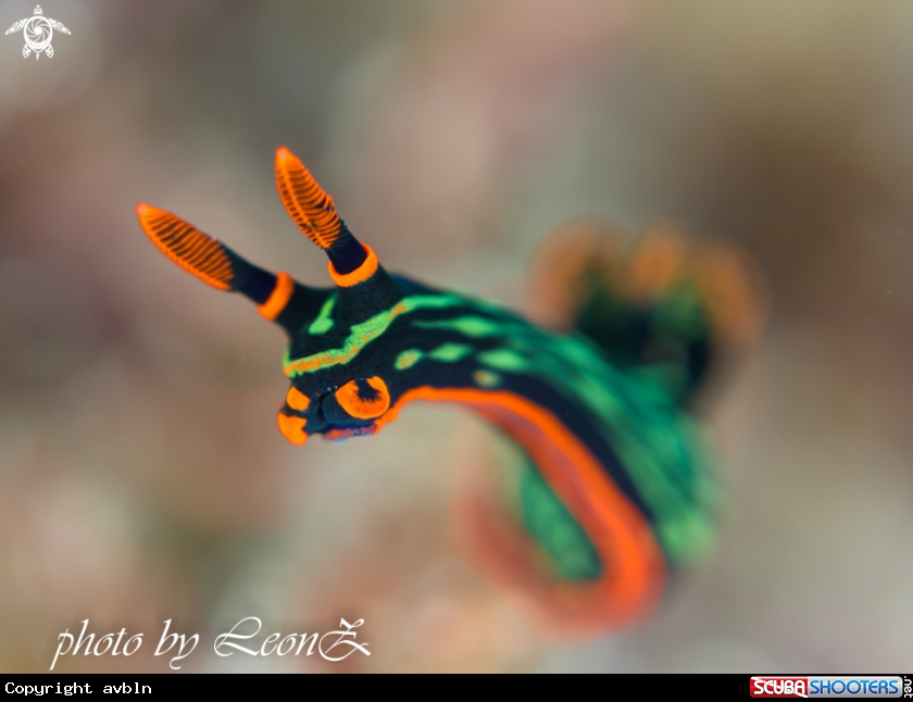 A nudibrunch