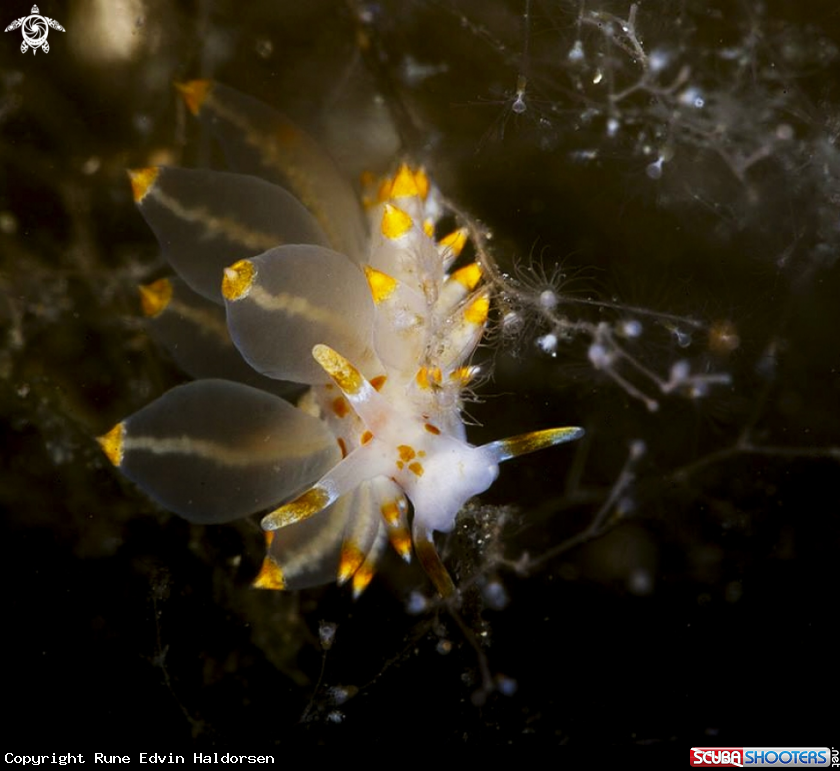 A Eubranchus farrani