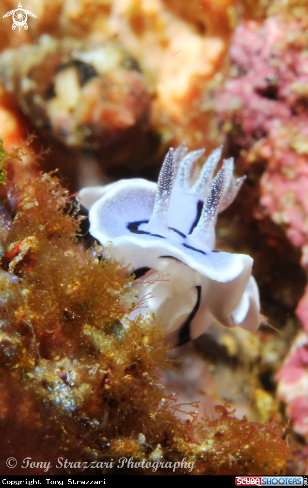 A Chromodoris willani