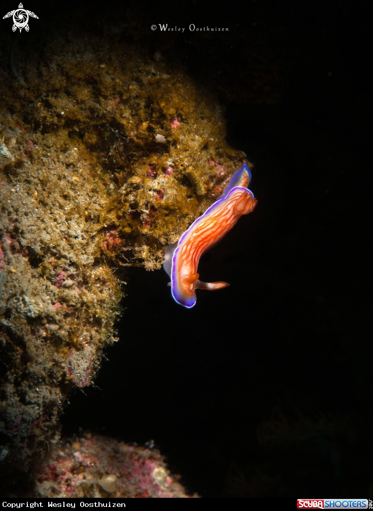 A Nudibranch