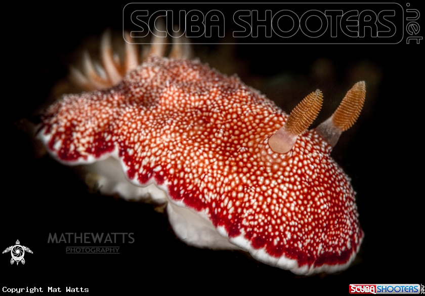 A Nudibranch