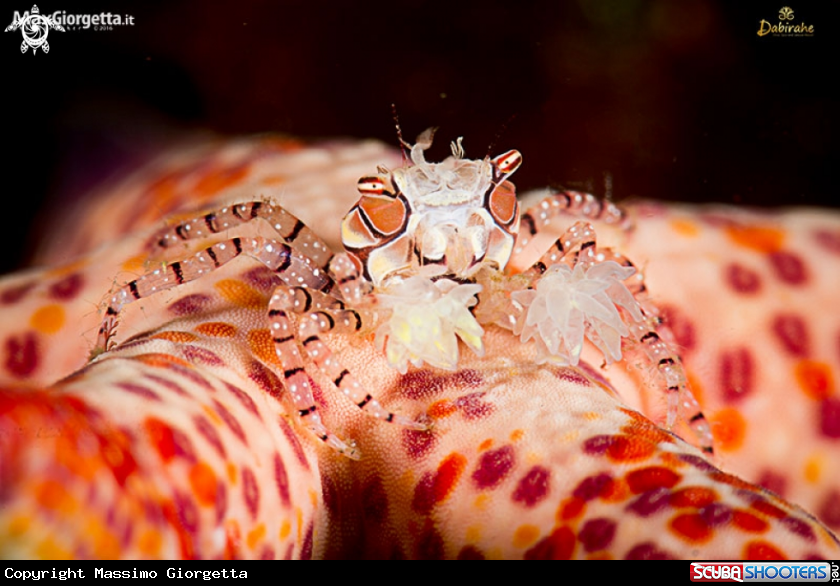 A boxer crab