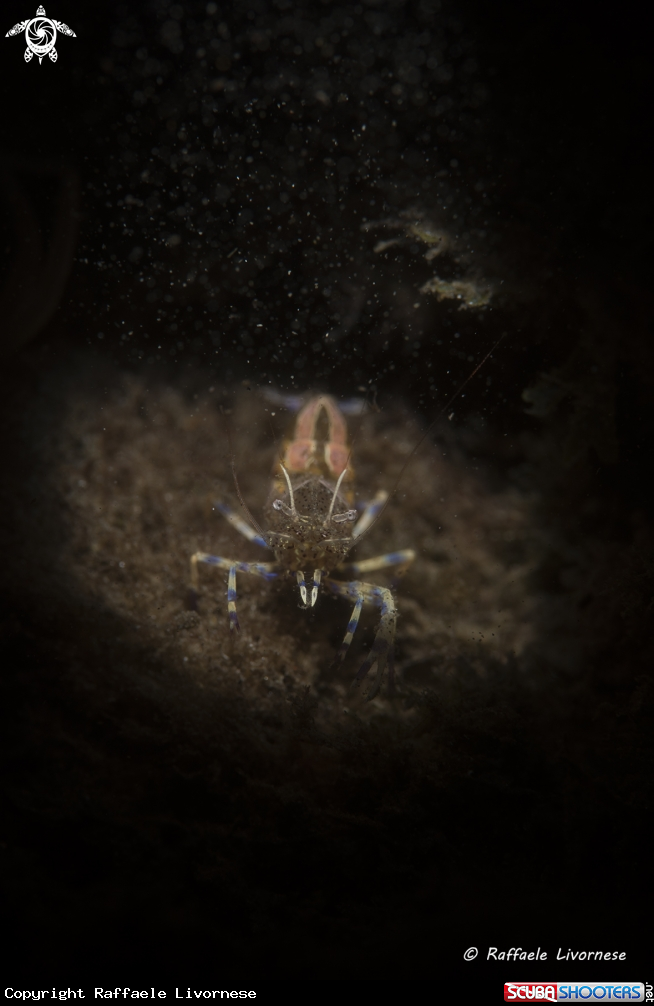 A Anemone shrimp