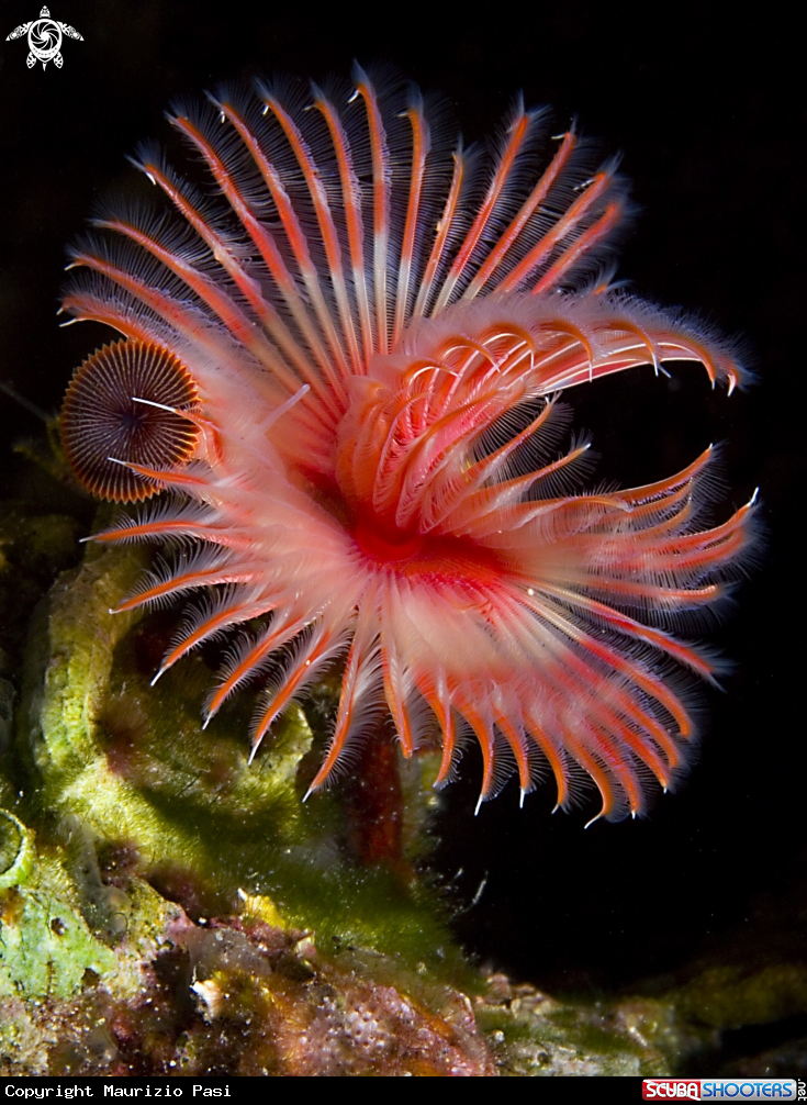 A underwater creature