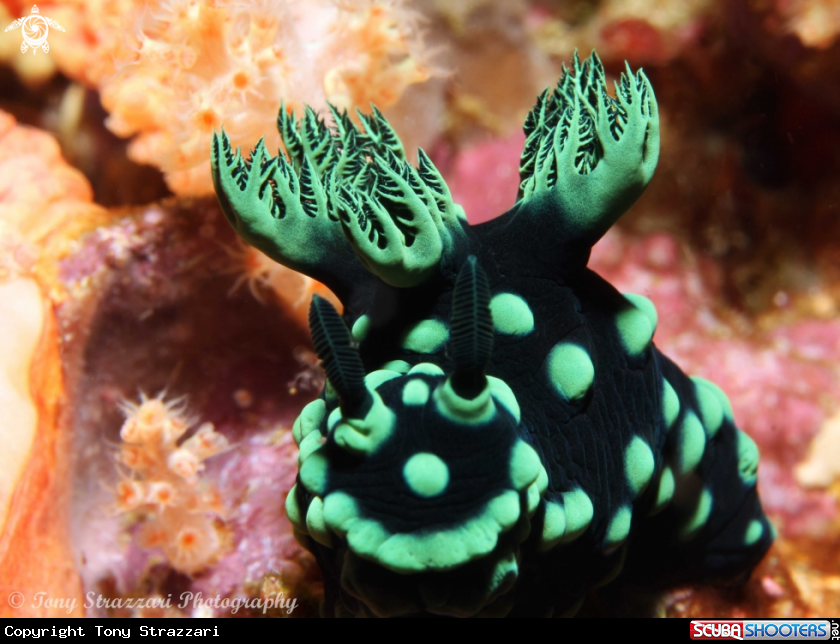 A Nembrotha cristata