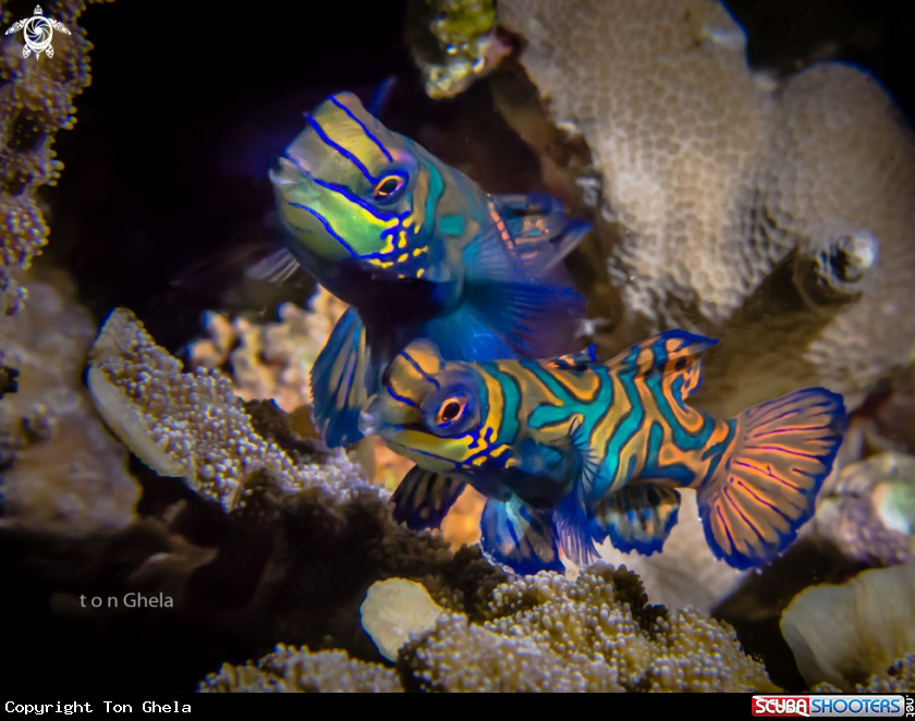 A Mandarin fish