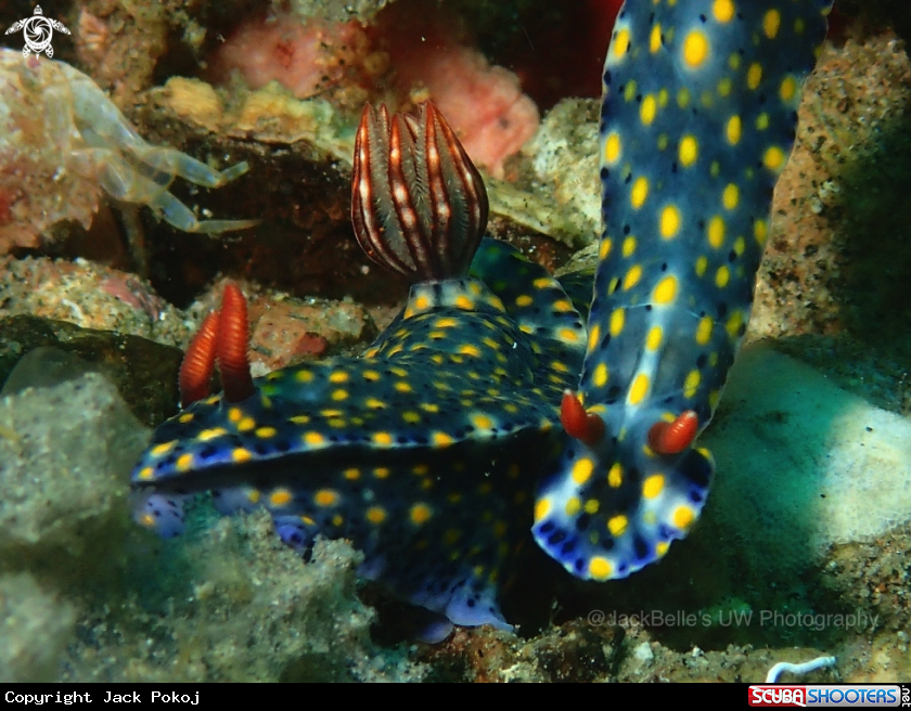 A Hypselodoris sp. 7
