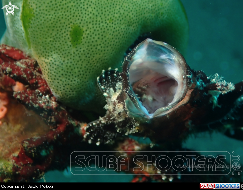 A Painted Frogfish