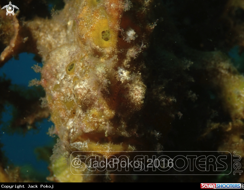 A Giant Frogfish