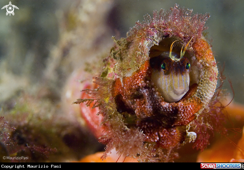 A underwater creature