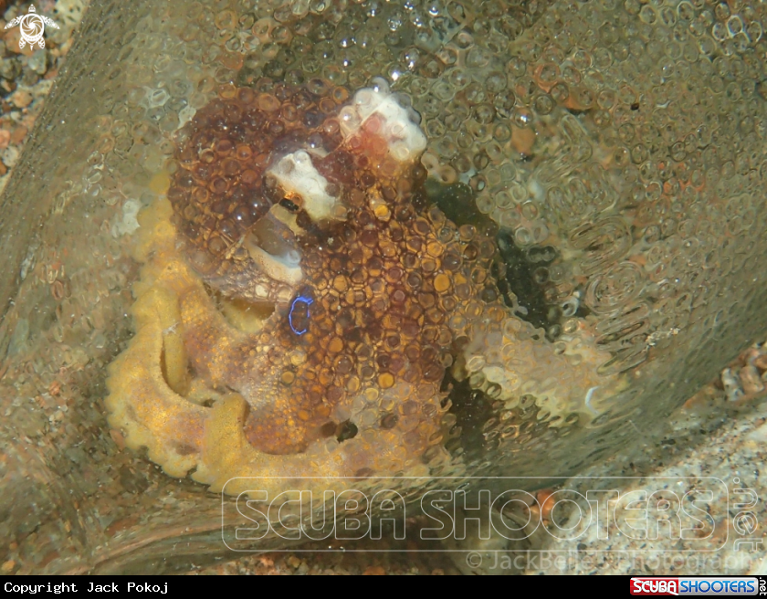 A Motto octopus