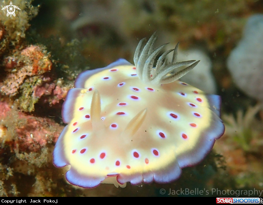 A Goniobranchus kuniei