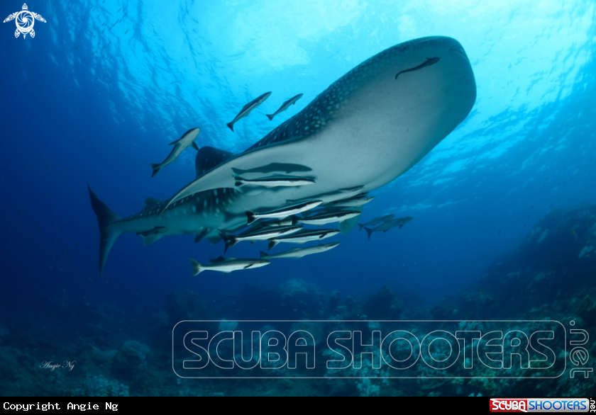 A Whale Shark