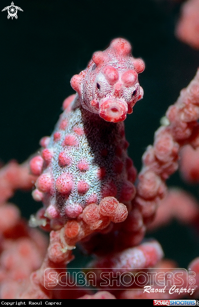 A Pigmy seahorse