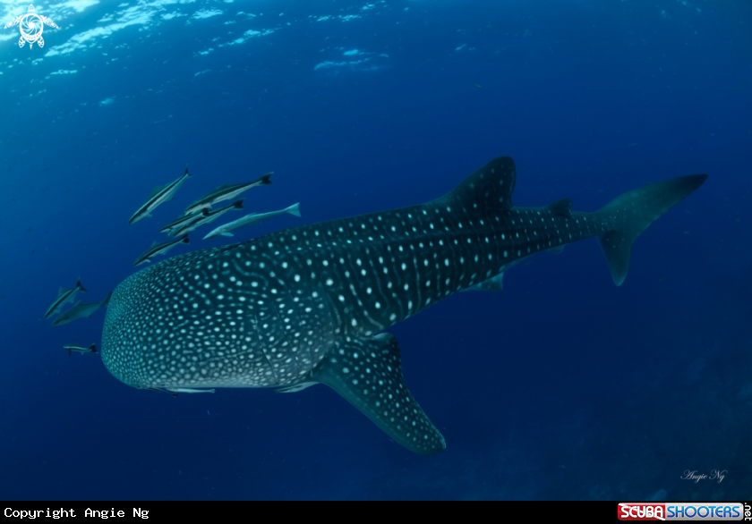 A Whale Shark