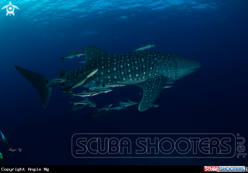 A Whale Shark