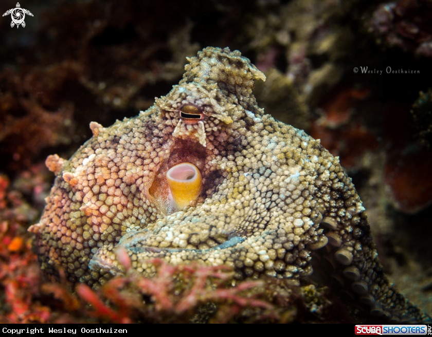 A Octopus