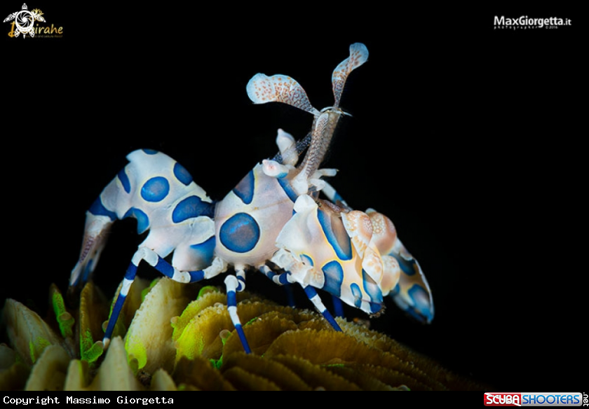 A Arlequin shrimp