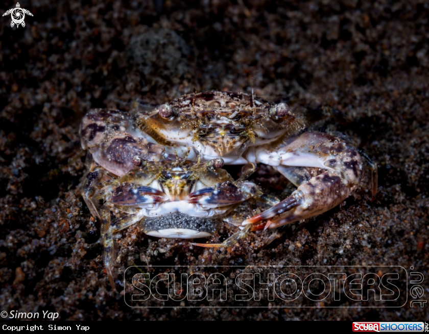 A Crab