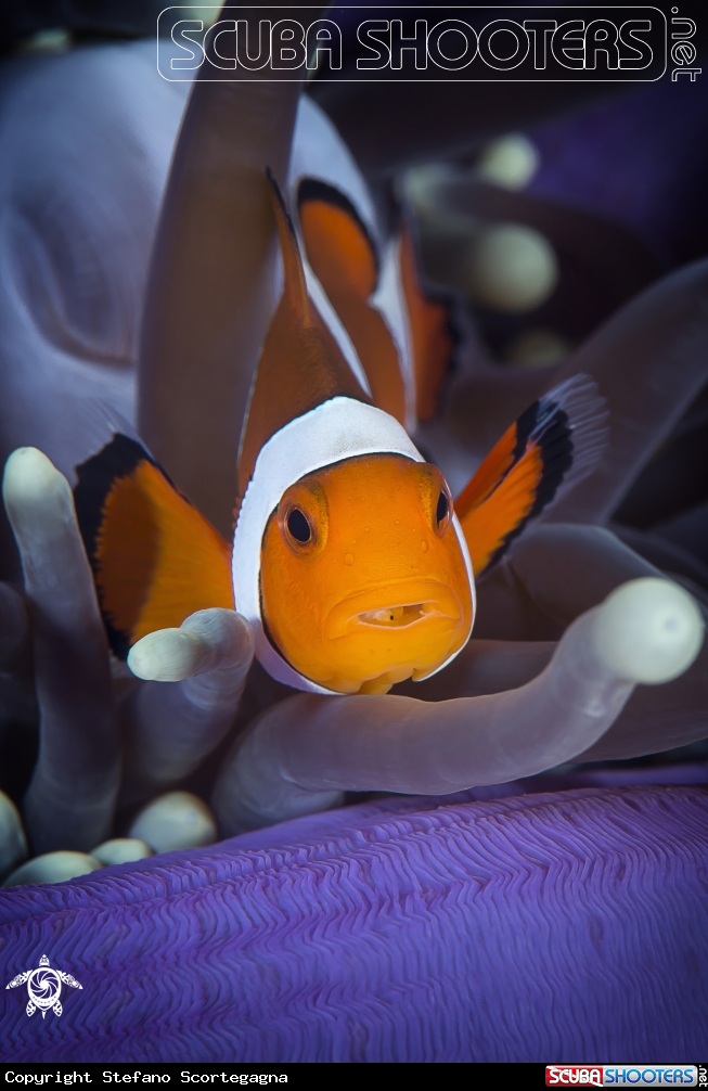 A Amphiprion ocellaris with parasitic isopod, Cymothoa exigua