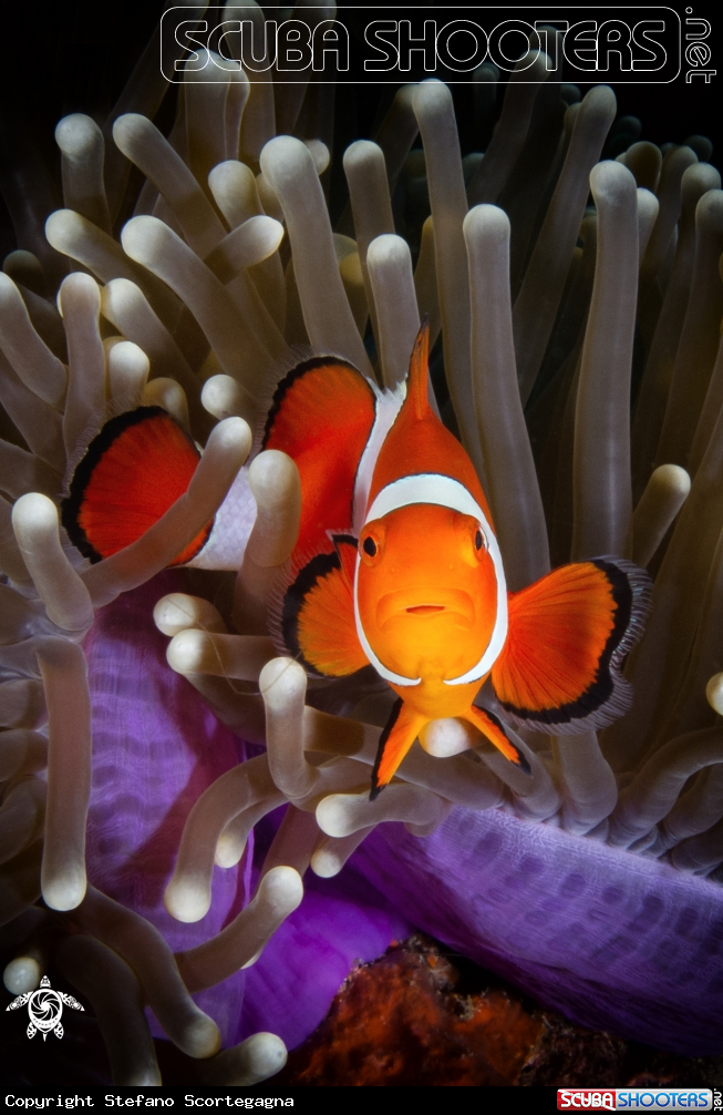 A Amphiprion ocellaris 