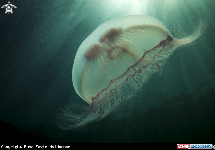 A Moon jelly