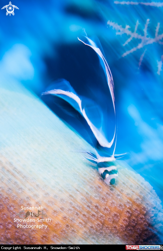 A Juvenile Spotted Drum