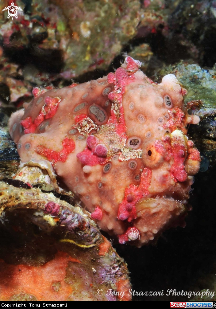 A Warty frogfish