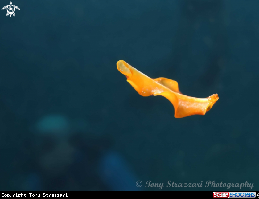 A Flower's flatworm